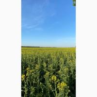 Продам бджолиний пилок зібраний з весняних квітів та ріпаку