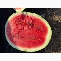 Продам кавун Юта