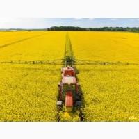 Закуповуємо Ріпак не ГМО по всій Україні