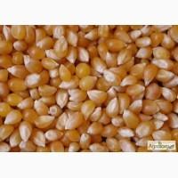 Компанія гуртом продає Фуражну кукурудзу 5000 тонн FCA