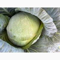 Продам капусту, сорт «Агресор» і «Саксесор»