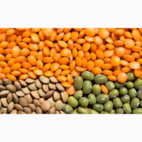 Насіння посівне сочевиці Максим (червона), Лінза (зелена)