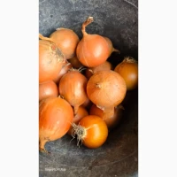 Продам лук сорт Меллори. Хорошее качество. Фазированная