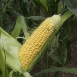 Продаж свіжої кукурудзи Кіровоградська обл цукрова кукурудза оптом
