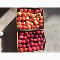 Продам яблука