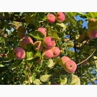 Продаж яблук - Слава Переможцям