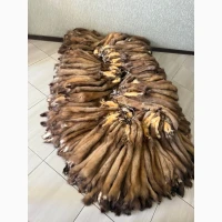 Продам лісову куницю супер вичинка
