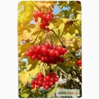 Продаем саженцы калины красной | частный питомник LITYNSAD