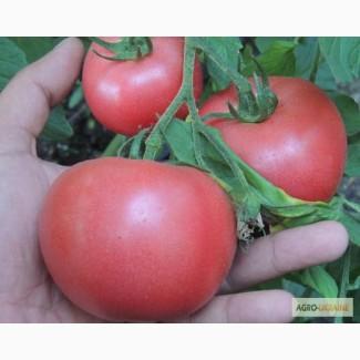 Продам семена томата Пинк Розовый (Euroseed Италия)