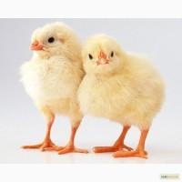 ПРОДАМ кучата Бройлери