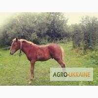 Продам лоша жеребець