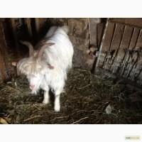 Рабочий племенной козлик