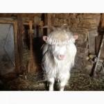 Рабочий племенной козлик