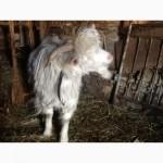 Рабочий племенной козлик