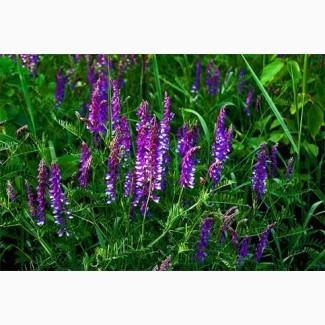 Очистка семян люцерны