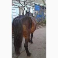 Продам робочу, жерібну кобилу