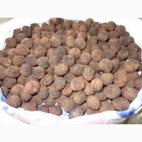Саженцы ЗКС Орех черный (американский) (Juglans nigra)