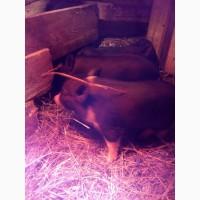 Продам поросят вьетнамской породы