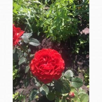 Продам розу