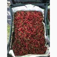Продам смородину червону, жовту, чорну, аґрус