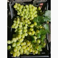 Продам виноград