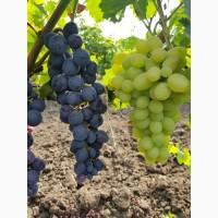 Продам виноград