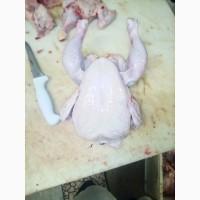 Тушка бройлер охложденный опт