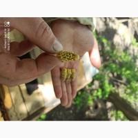 Продам матки карніки Ф1 2024р