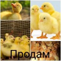 Продам цыплят