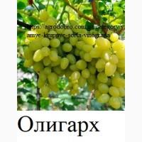 Самые крупные привитые сорта винограда 2х-лет