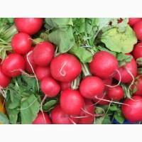 Продам Редис !!! Цена выгодная для последующей перепродажи