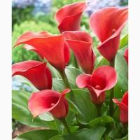 Продам клубни каллы, 5 сортов