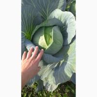 Продам капусту
