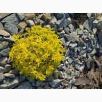 Спирея японская Голден Карпет, голден ELF