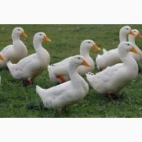 Пекинская утка инкубационное яйцо