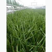 Продам зелену цибулю