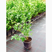 Саженцы голубики купить (весна 2023 года)