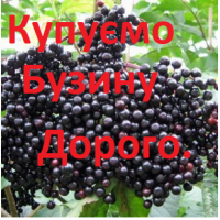 Куплю бузину оптом на заморозку