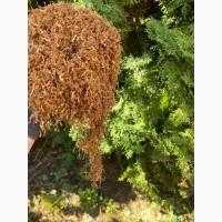 Імпортний Тютюн! Вірджинія Голд/ Золоте руно/Winston / Kapitan Blek/ Oriental /Marlboro