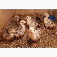 Продаються індичата