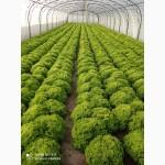 Продам салаты зелёные красные ромен