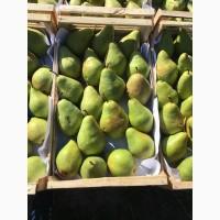 Продам грушу «Ноябрьская»