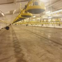 Продаю Птахоферма