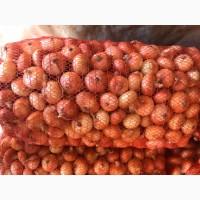 Продам лук на перо штутгарт