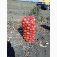 Продам ЛУК разных сортов ( миси сипи, еленка, Сонька)