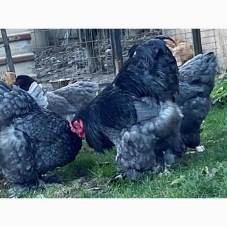 Інкубаційне яйце, курчата, Кохінхін лаванда, білий, синій. Оплід хороший