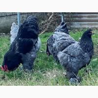 Інкубаційне яйце, курчата, Кохінхін лаванда, білий, синій. Оплід хороший