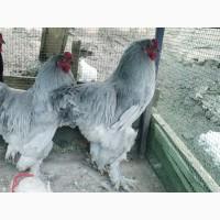 Інкубаційне яйце, курчата, Кохінхін лаванда, білий, синій. Оплід хороший