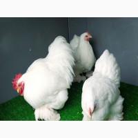 Інкубаційне яйце, курчата, Кохінхін лаванда, білий, синій. Оплід хороший