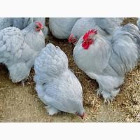 Інкубаційне яйце, курчата, Кохінхін лаванда, білий, синій. Оплід хороший